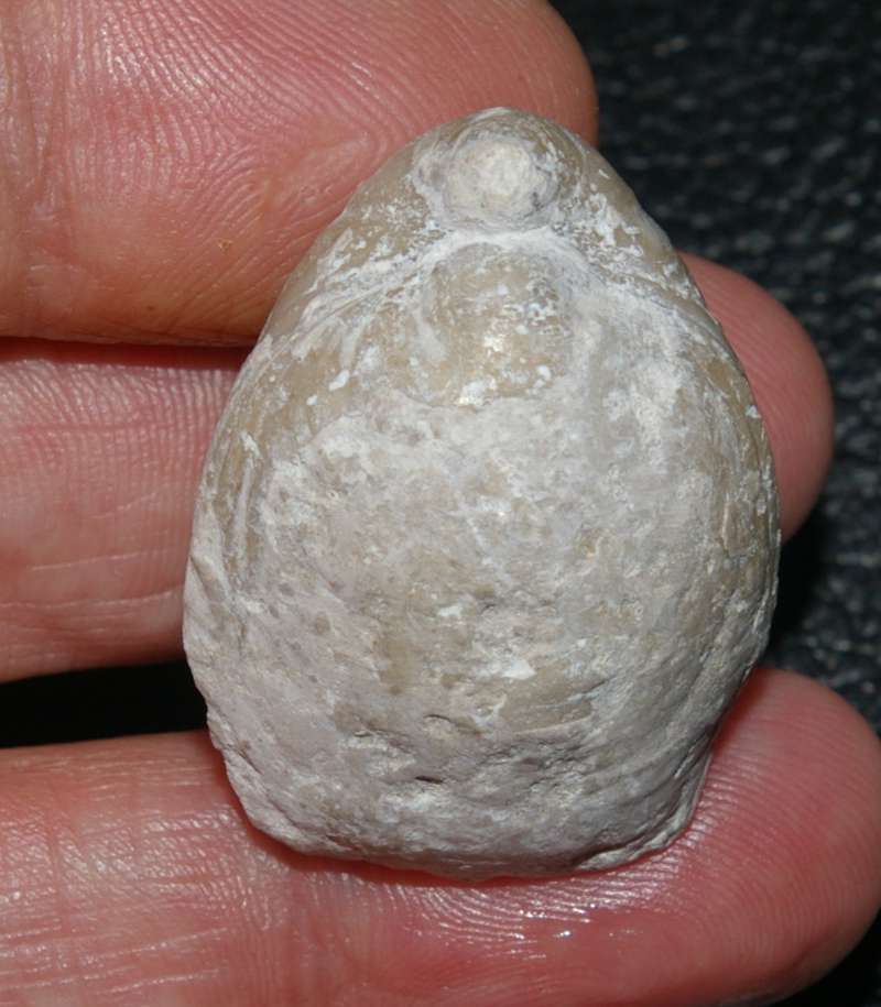 Zeilleria sp. 