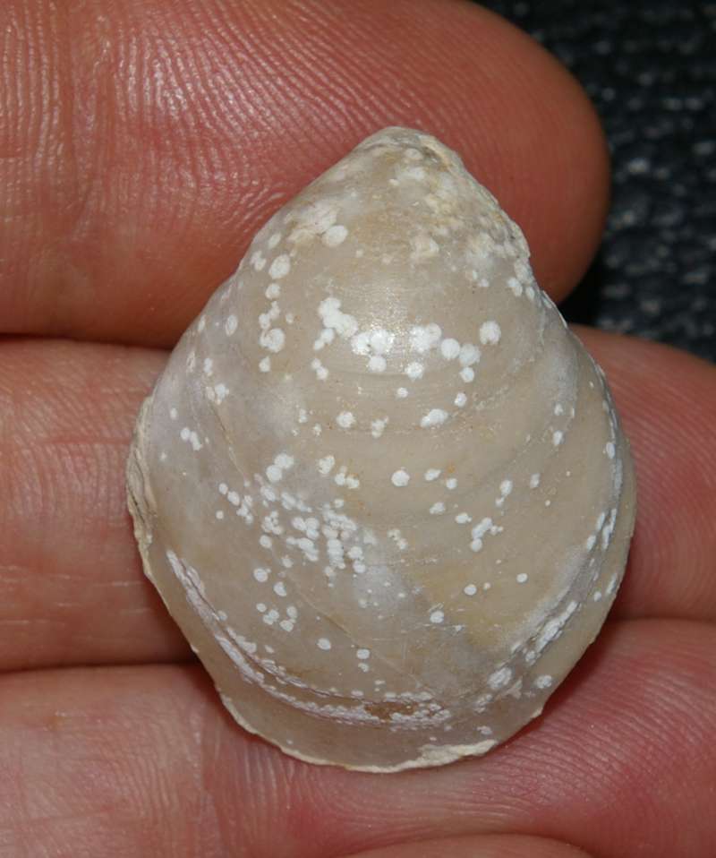 Moeschia  