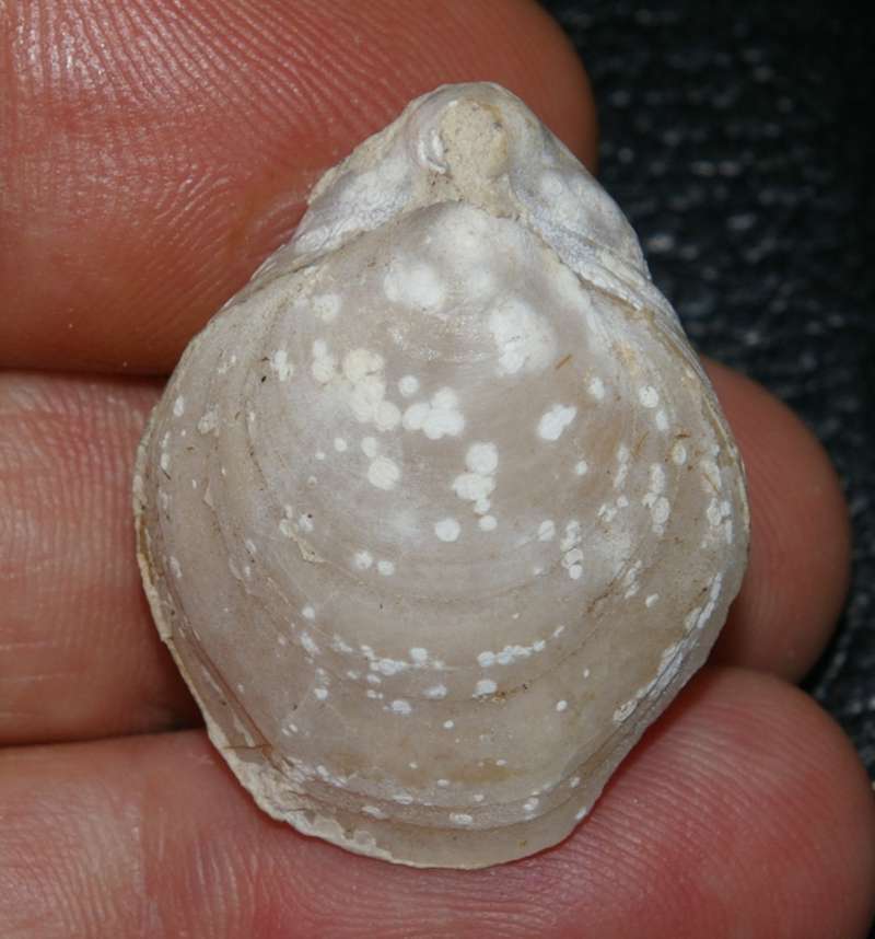 Moeschia  