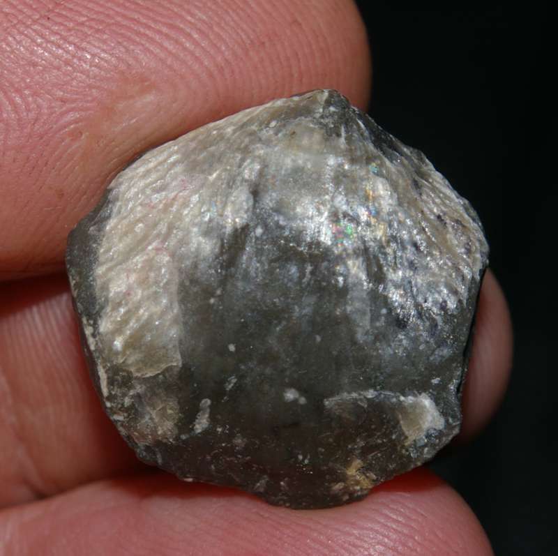 Devonian fossil brachiopods