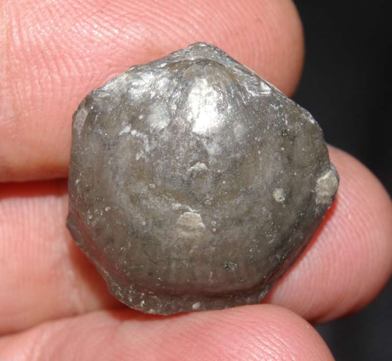 Devonian fossil brachiopods 