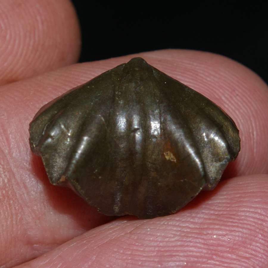Devonian fossil brachiopods