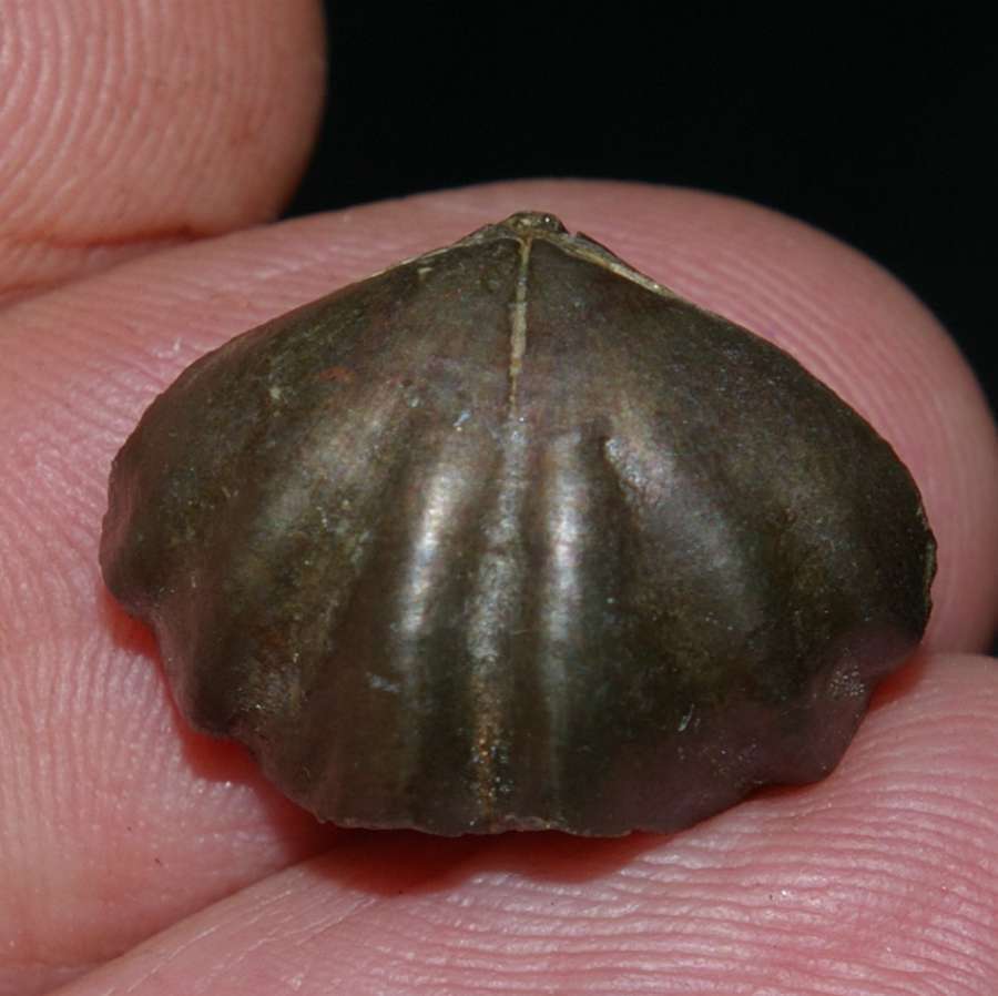 Devonian fossil brachiopods 