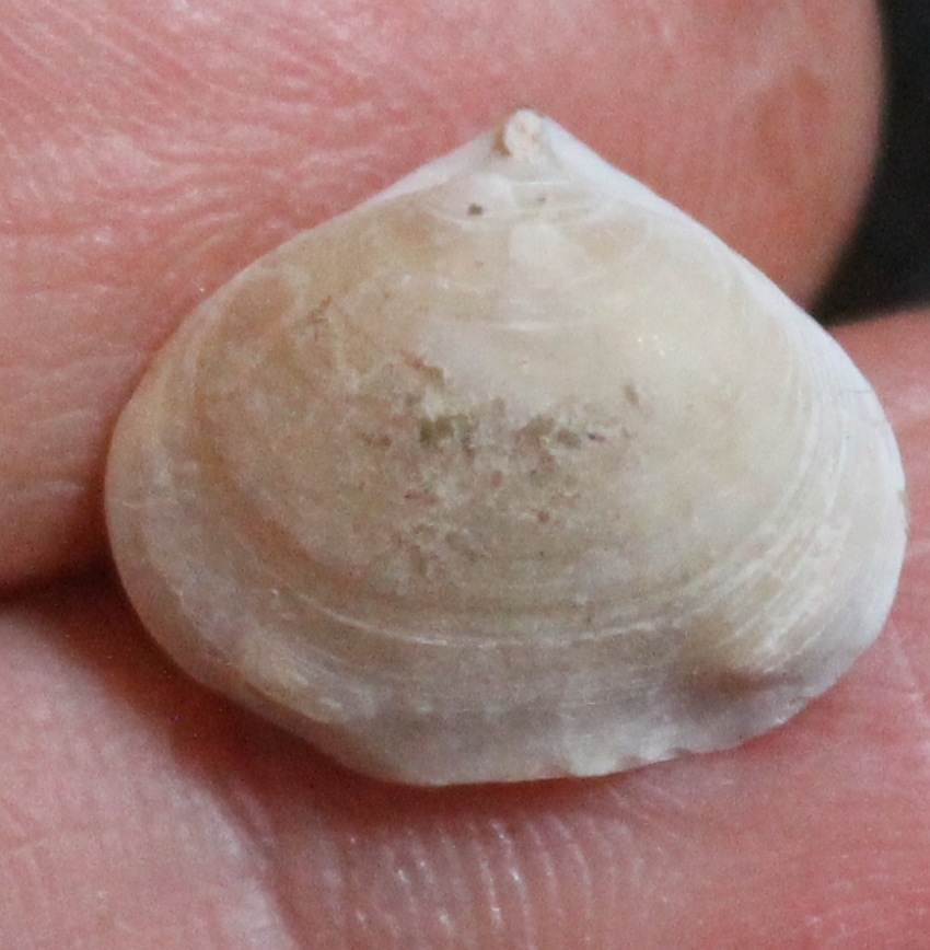 Cretirhynchia (Homaletarhynchia) undulata maastrichtiensis