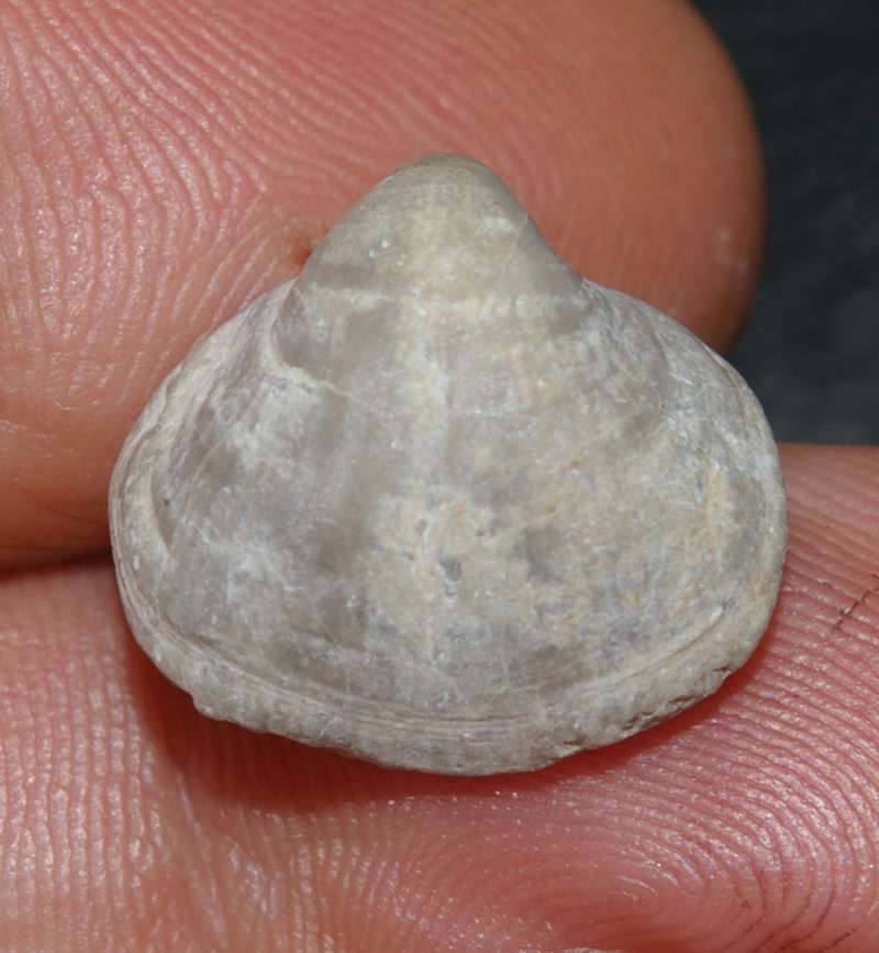Martinia glabra