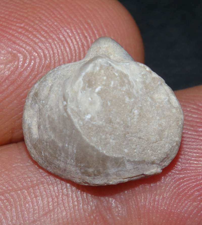 Martinia glabra 