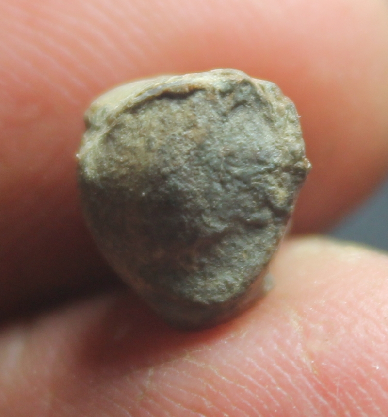 Paromoepygma bellicastellana