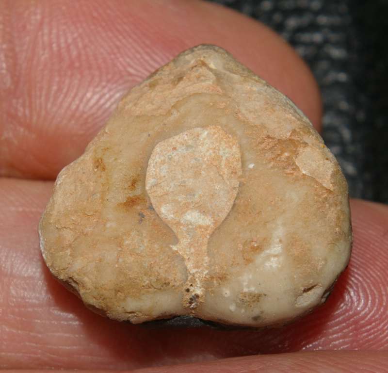 Pygope diphya