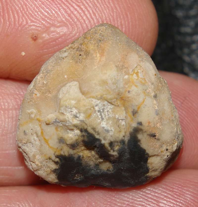 Pygope diphya 