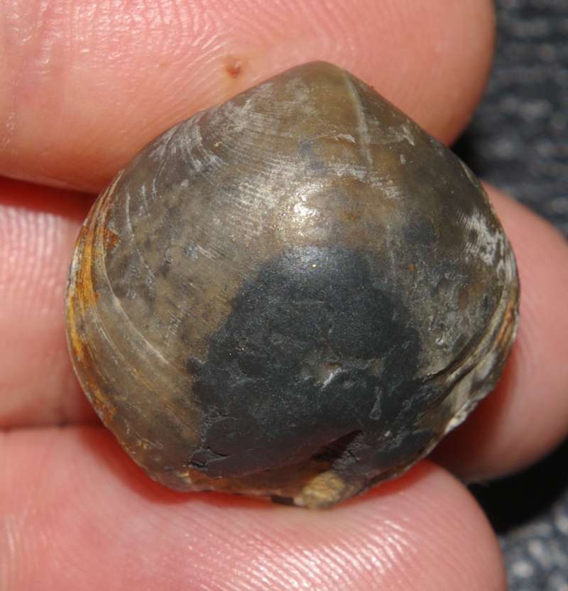Telothyris jauberti