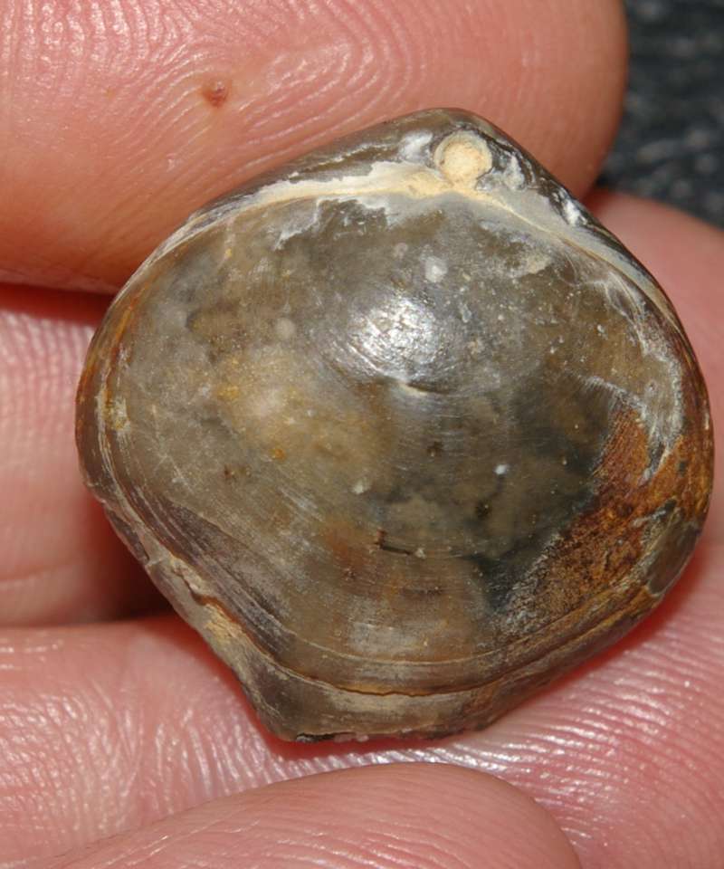 Telothyris jauberti 