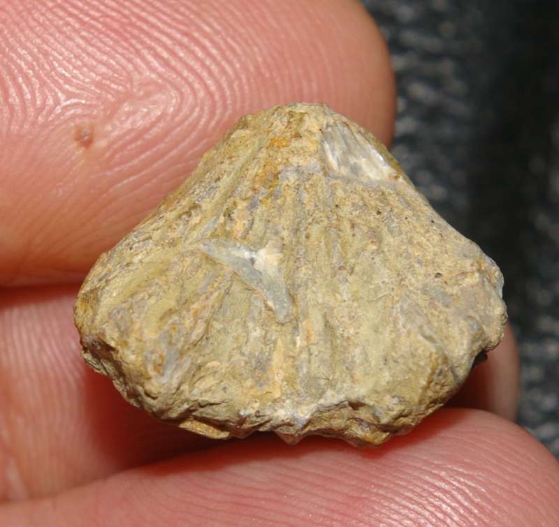 Moutonithyris moutoniana
