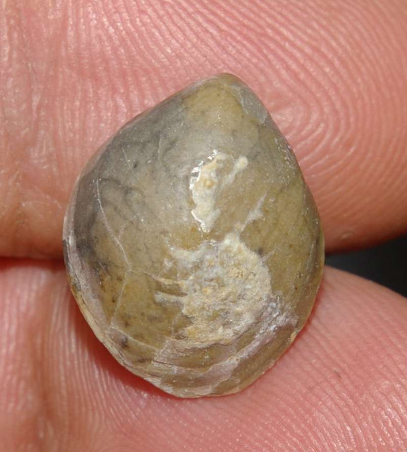 Lobothyris punctata