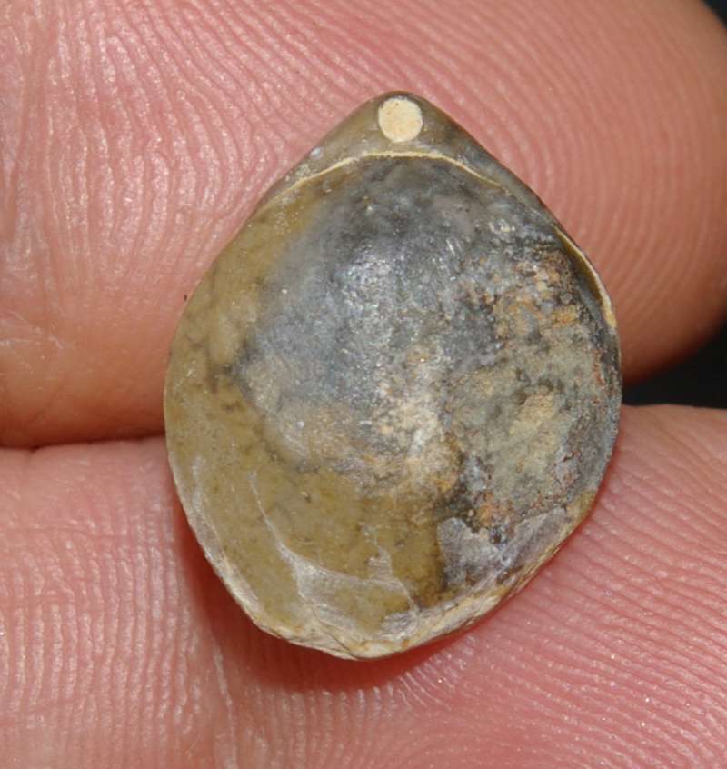 Lobothyris punctata 