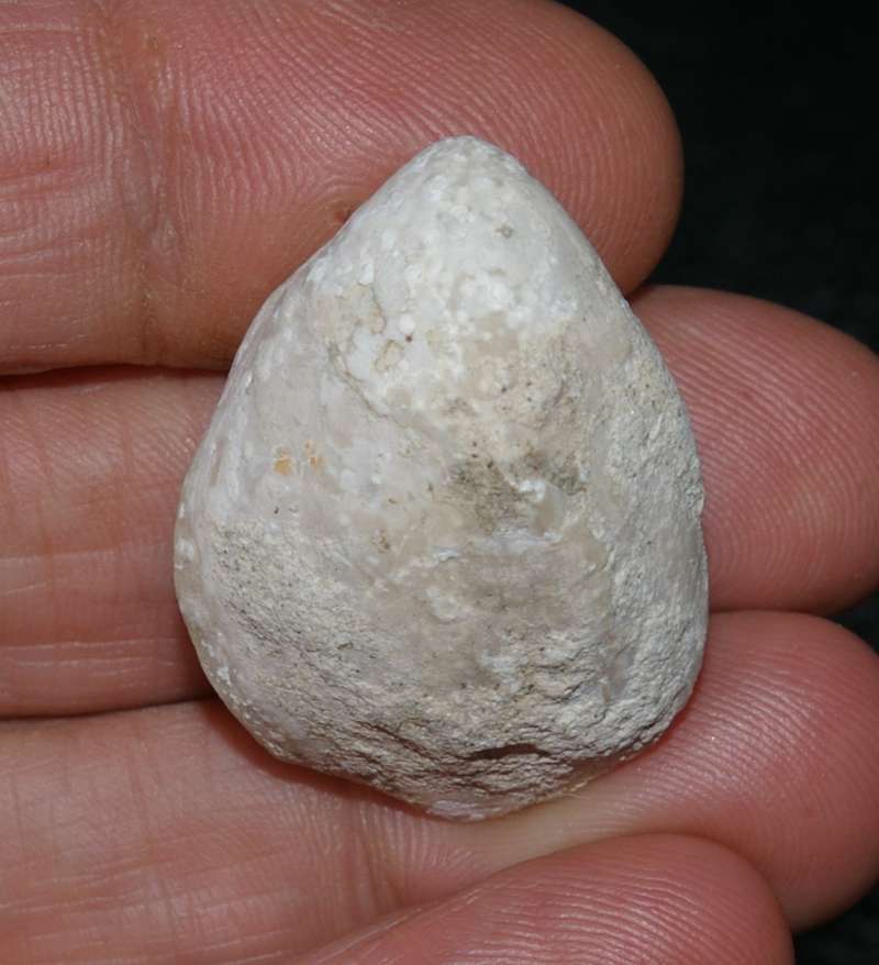 fossil brachiopod