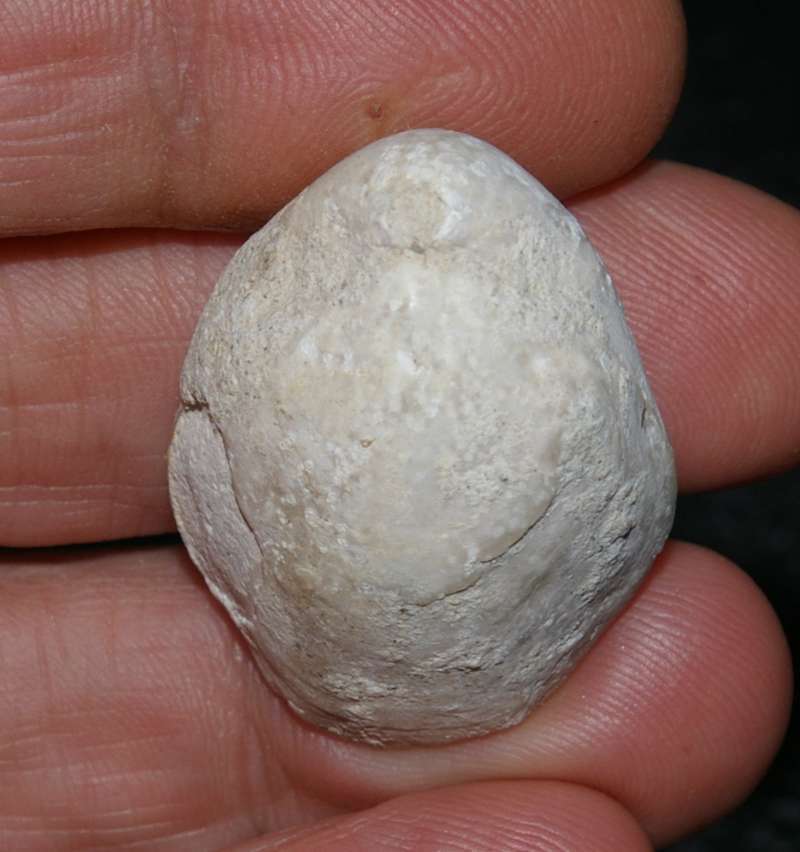 fossil brachiopod 