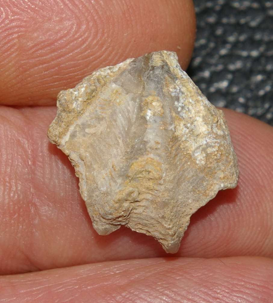 Plicathyris collensis