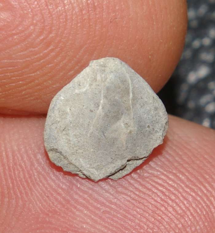 Collinithyris collinaria