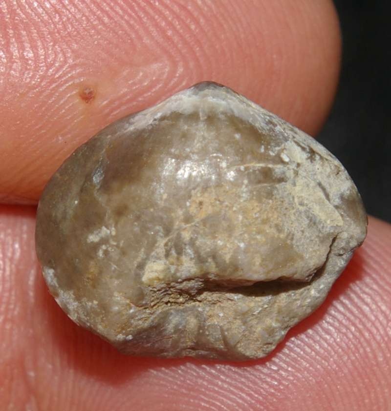 Yunnanillina grabau 