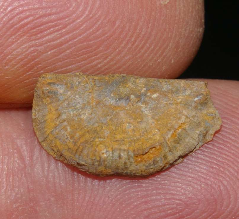Devonian brachiopod