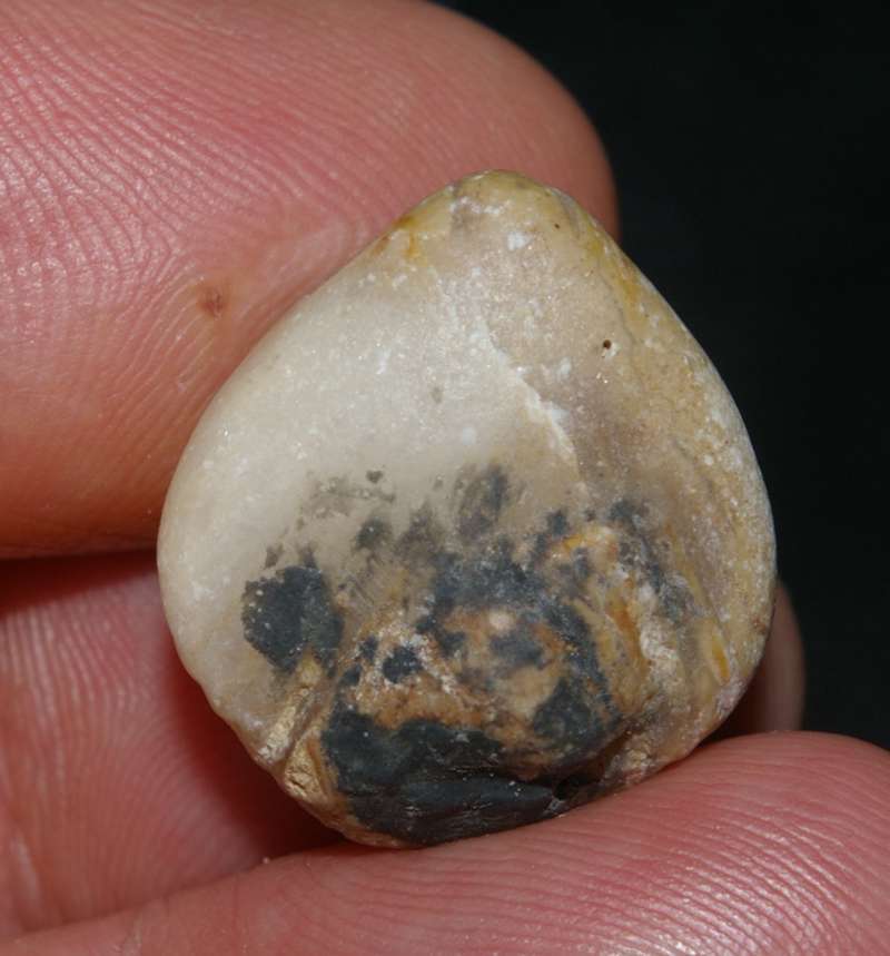 Kallirhynchia indentata 