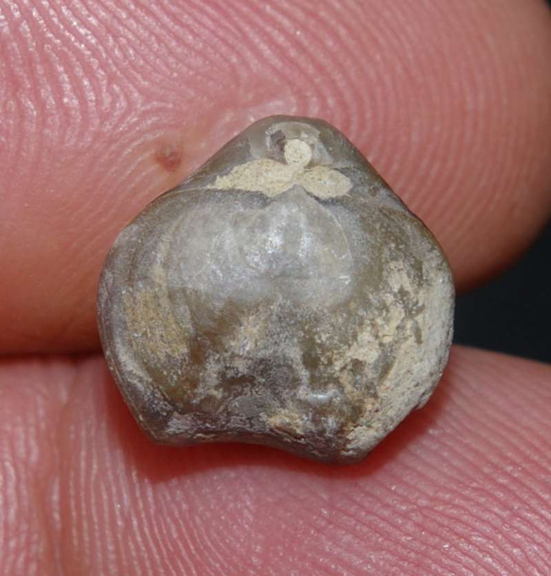 Nucleata strombecki