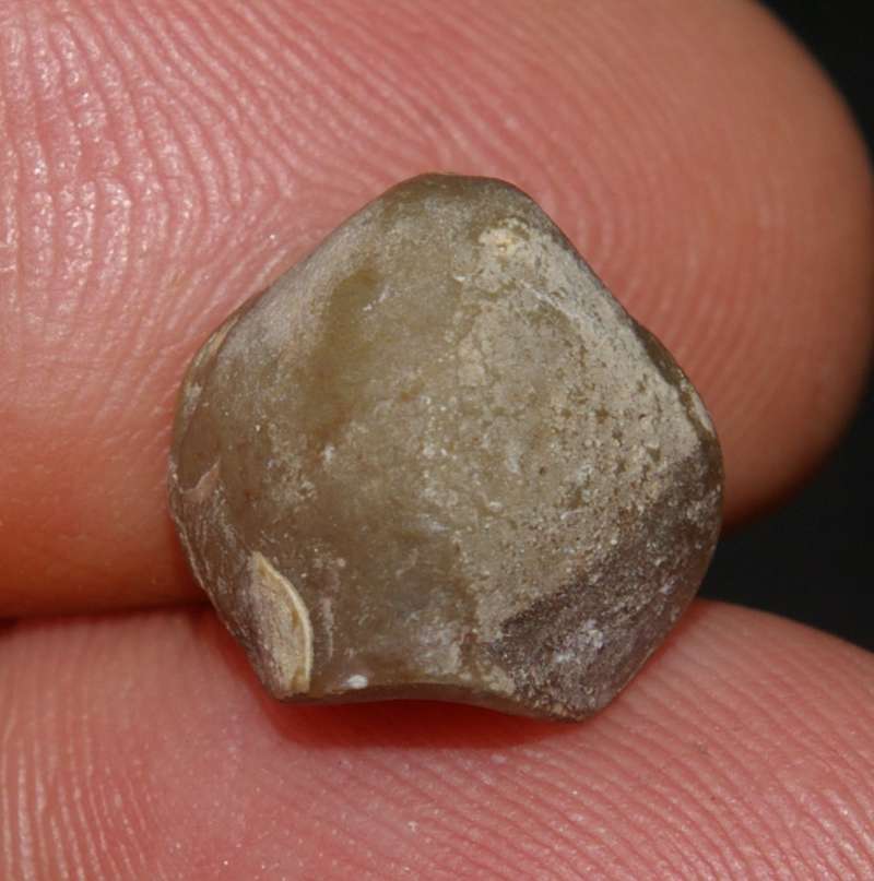 Nucleata strombecki 