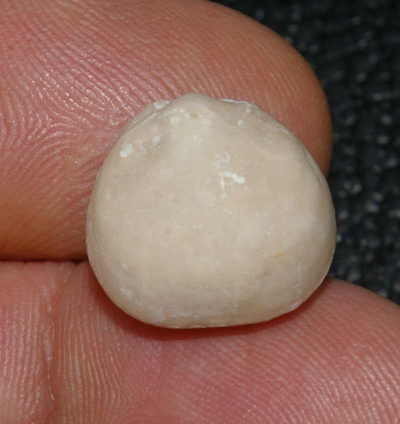 Praesphaeroidothyris cisnerosi 