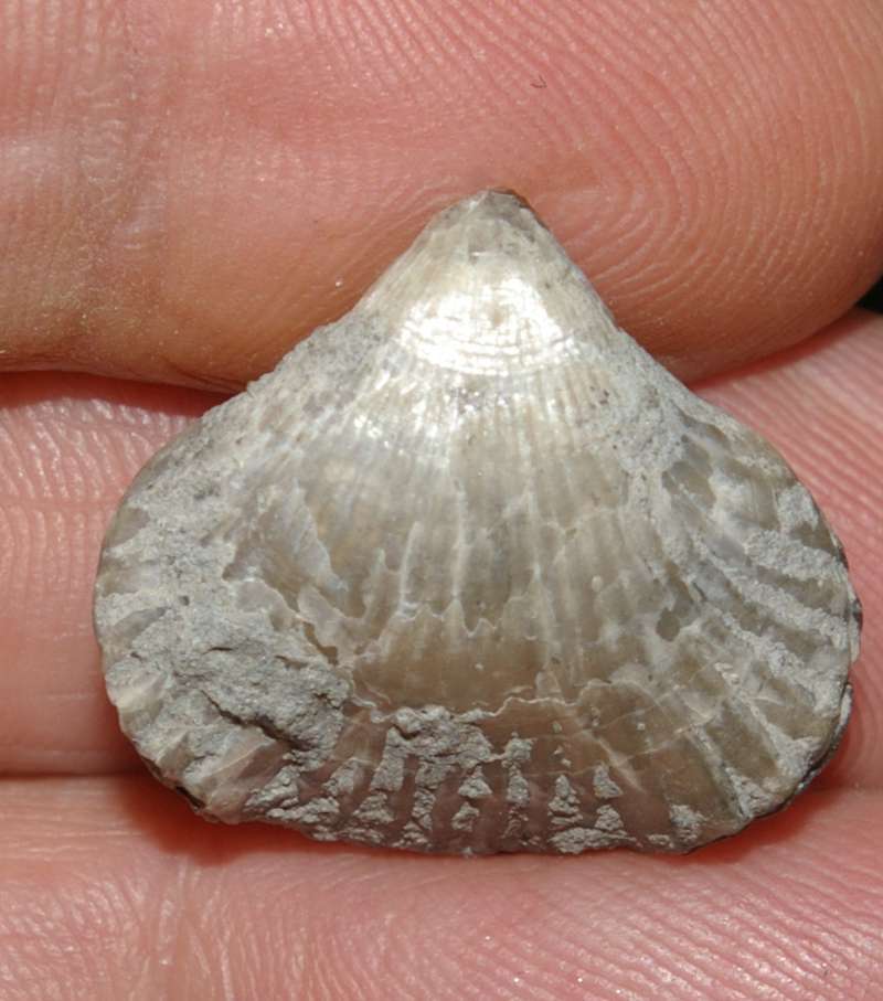 Lamellaerhynchia rostriformis