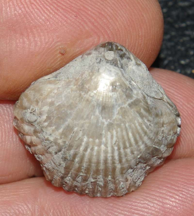 Lamellaerhynchia rostriformis 