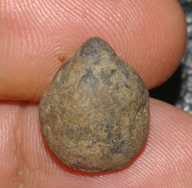 Cyrtothyris  middlemissi