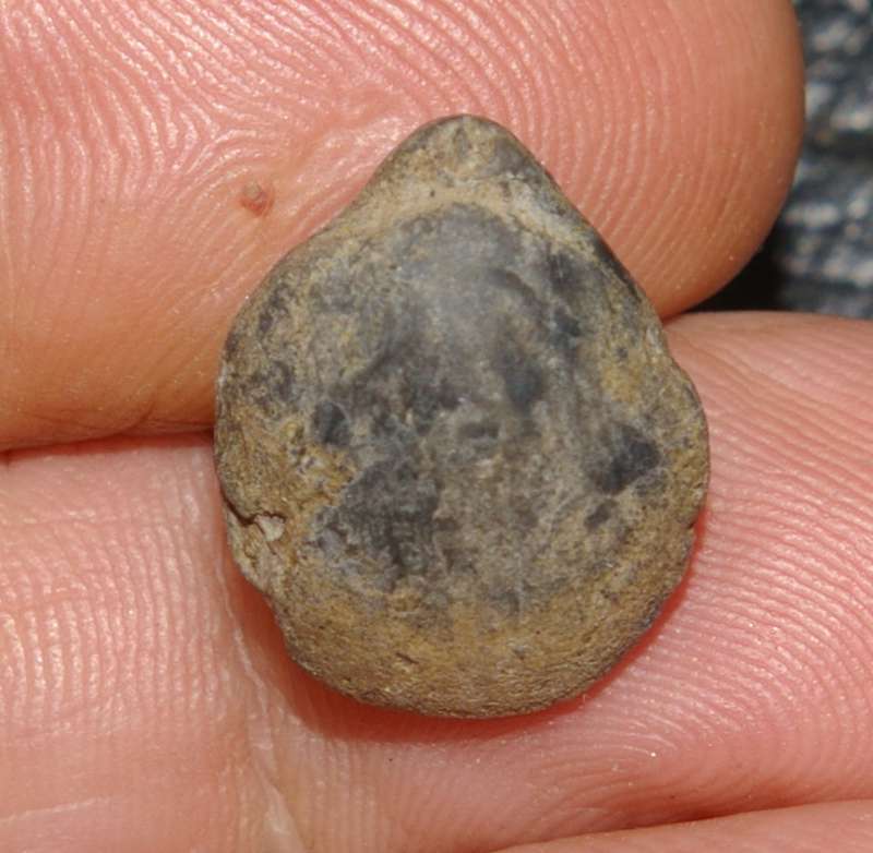 Cyrtothyris  middlemissi 
