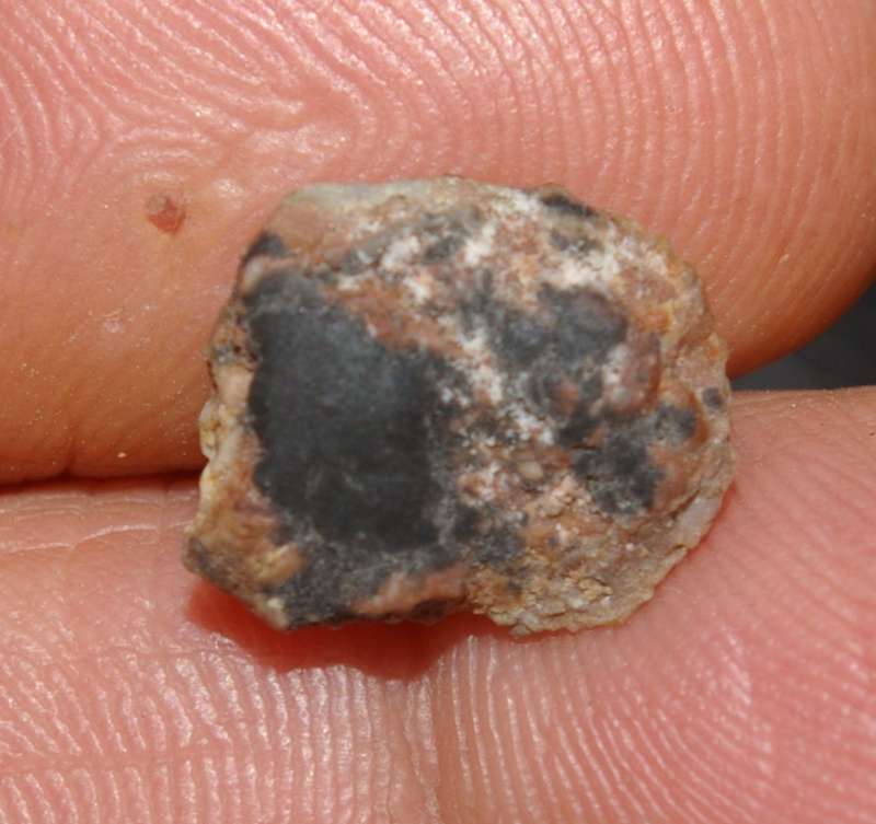 Eoorthis primordialis