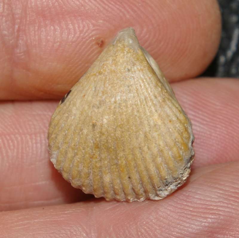Sphenorhynchia ferryi