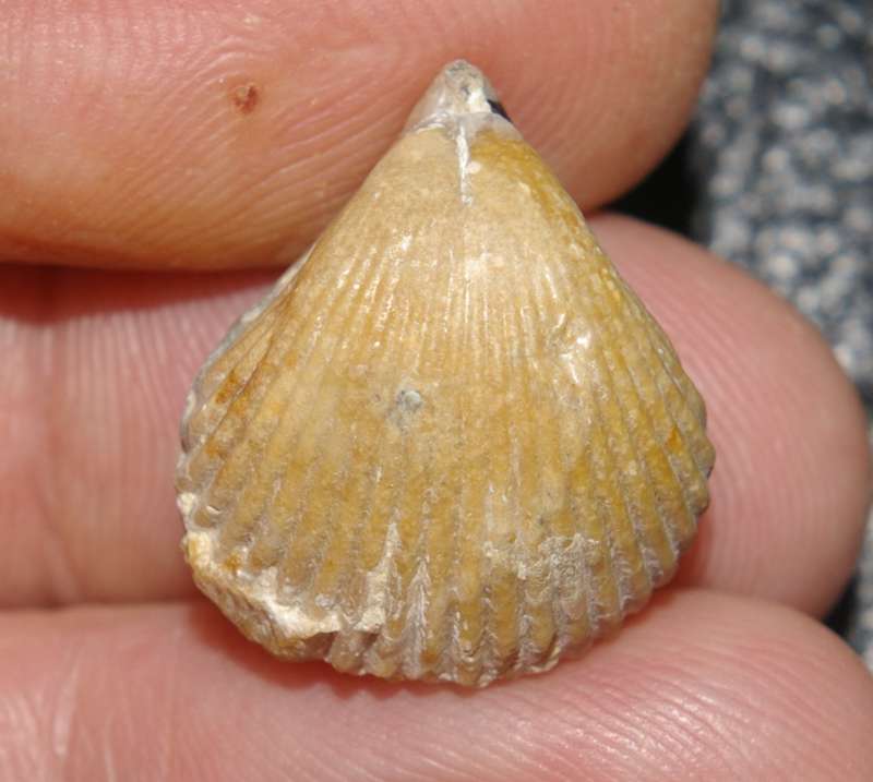 Sphenorhynchia ferryi