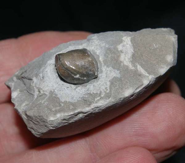 Cambrian fossil brachiopod