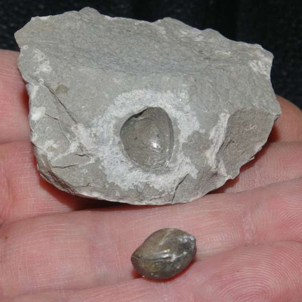 Cambrian fossil brachiopod