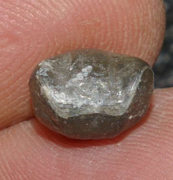 Cambrian fossil brachiopod