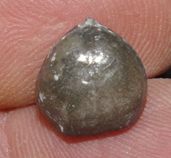 Cambrian fossil brachiopod