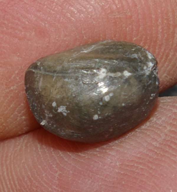 Cambrian fossil brachiopod