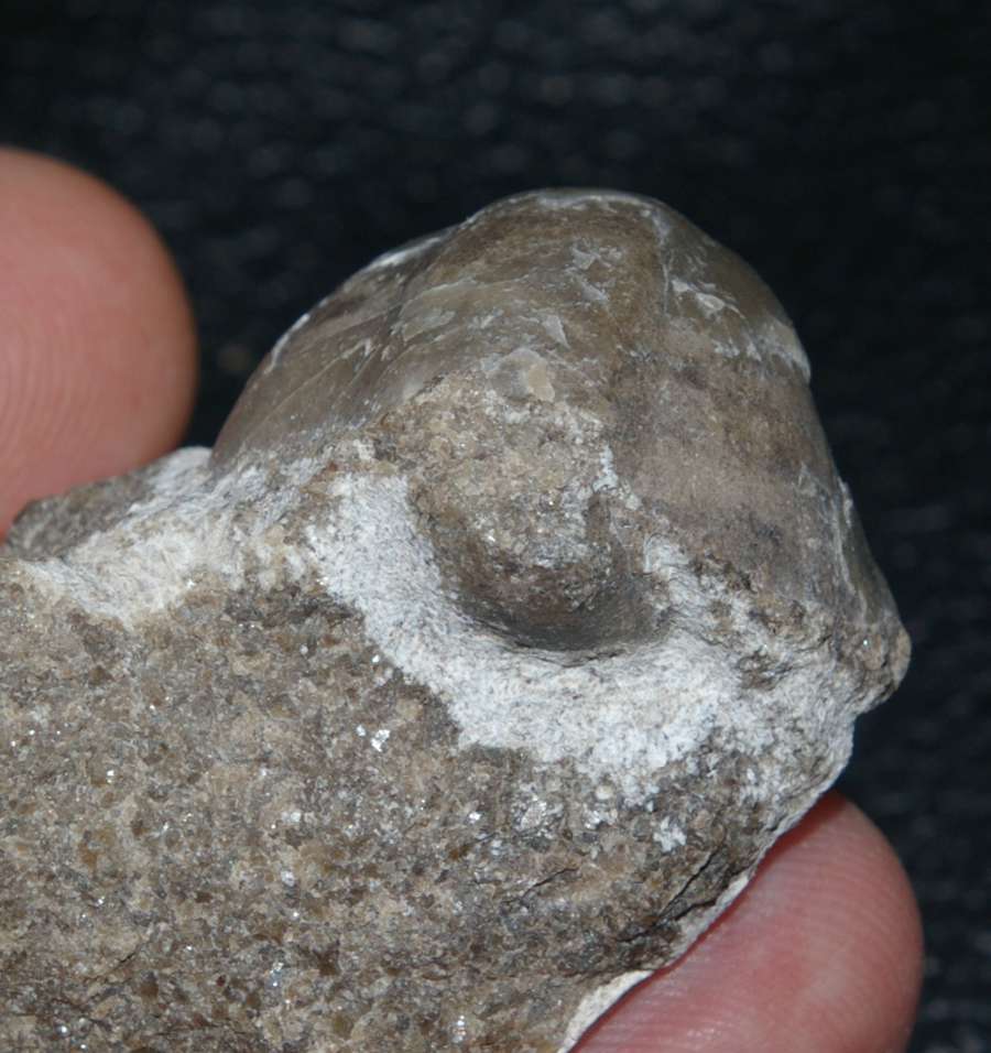 Gypidula abunda
