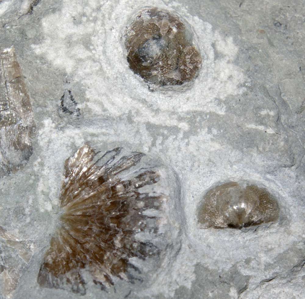 Ordovician fossil brachiopod