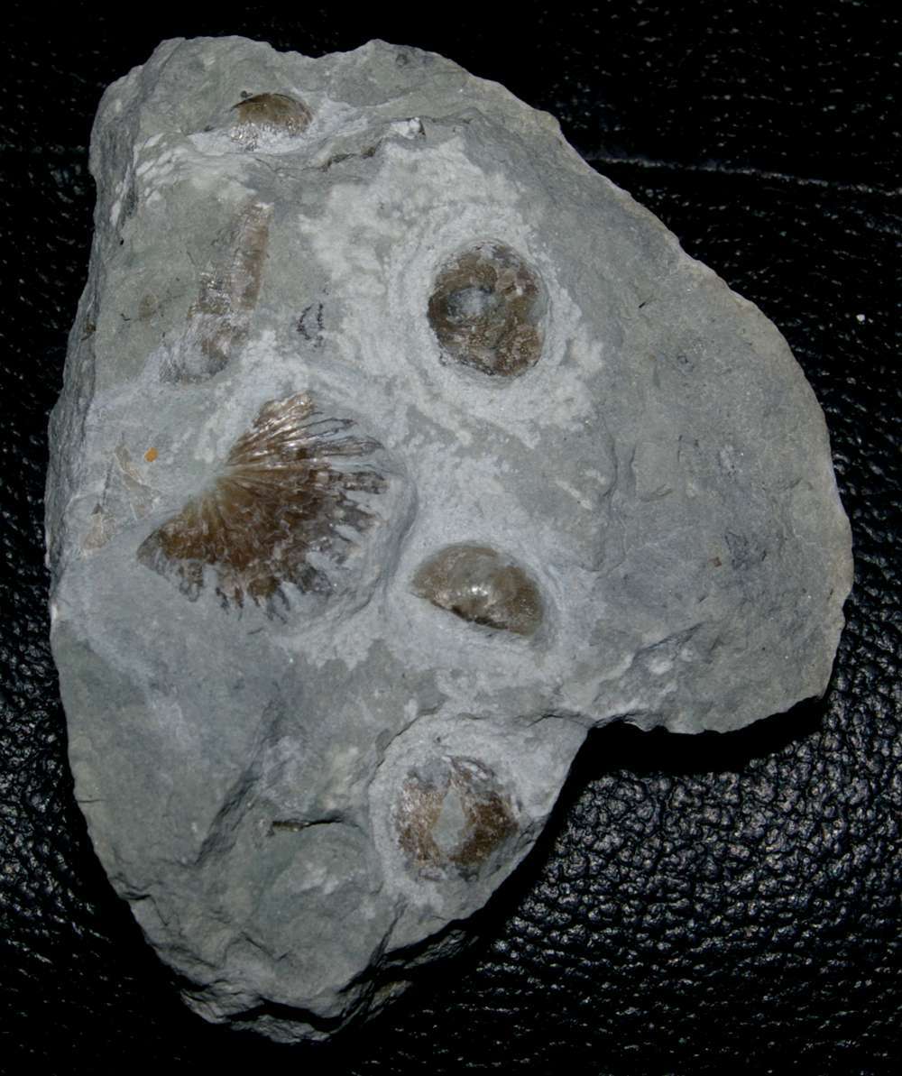 Ordovician fossil brachiopod