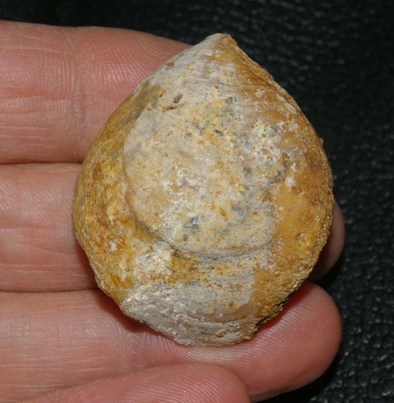 Oxfordian fossil brachiopod