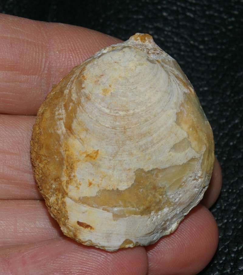 Juralina subformosa