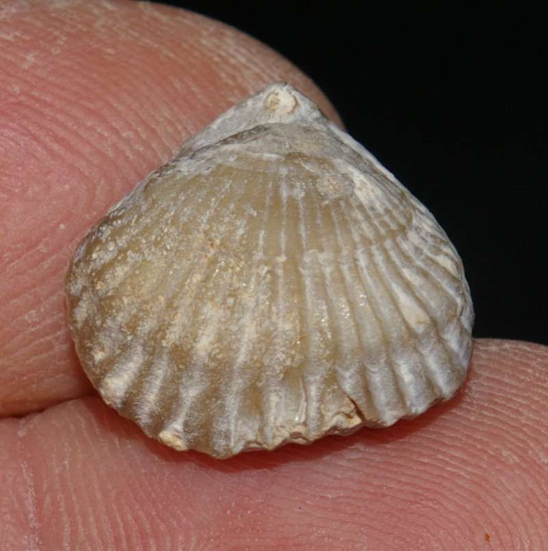 Cyclothyris compressa