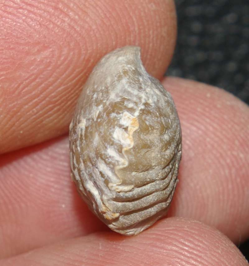 Cyclothyris compressa