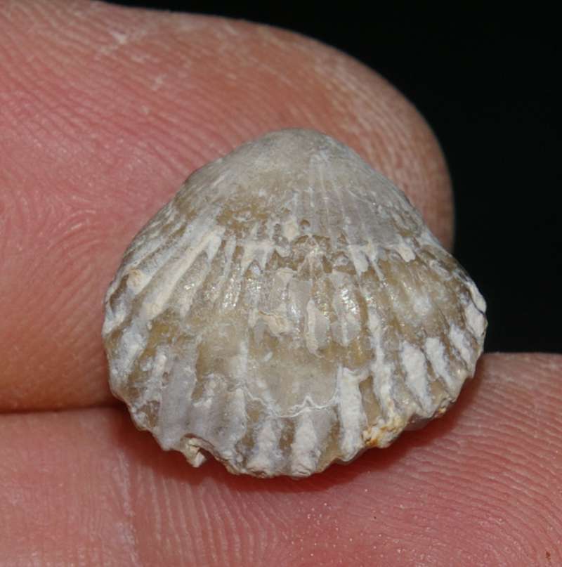 Cyclothyris compressa