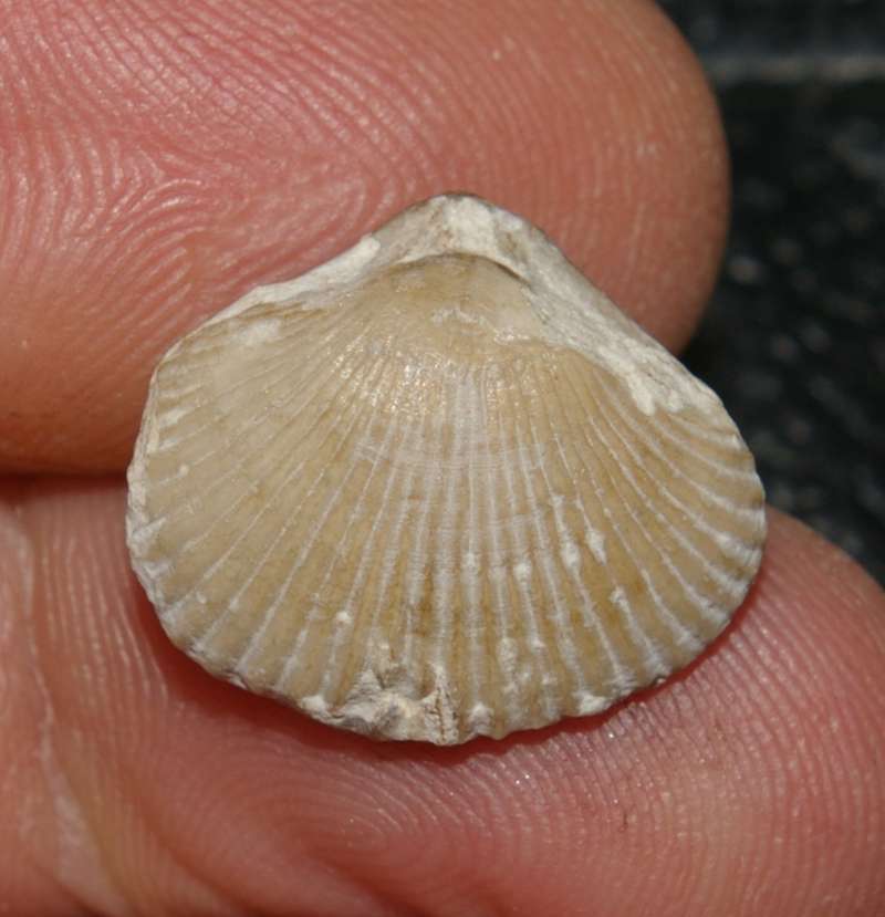 Cyclothyris difformis