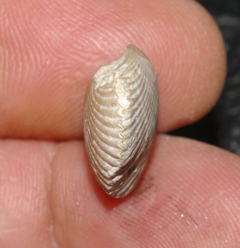 Cyclothyris difformis